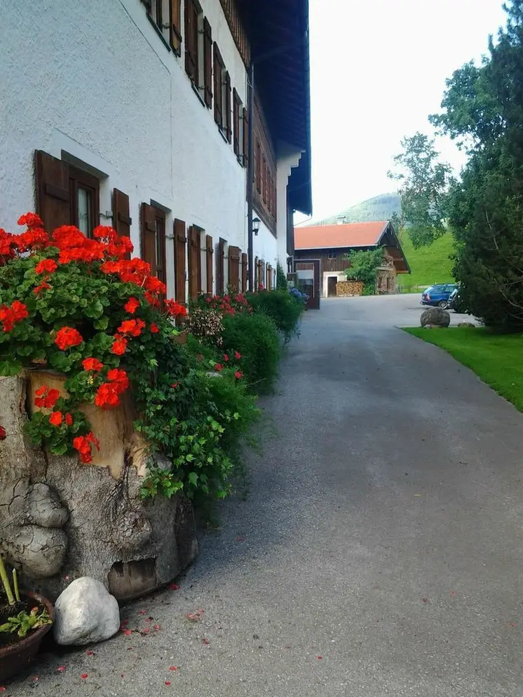 Blühende Geranien am Hofweg
