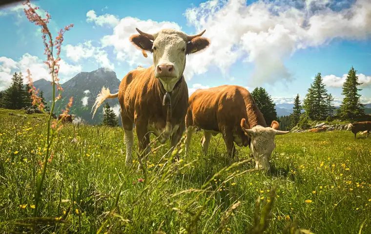Kühe auf der Bergweide