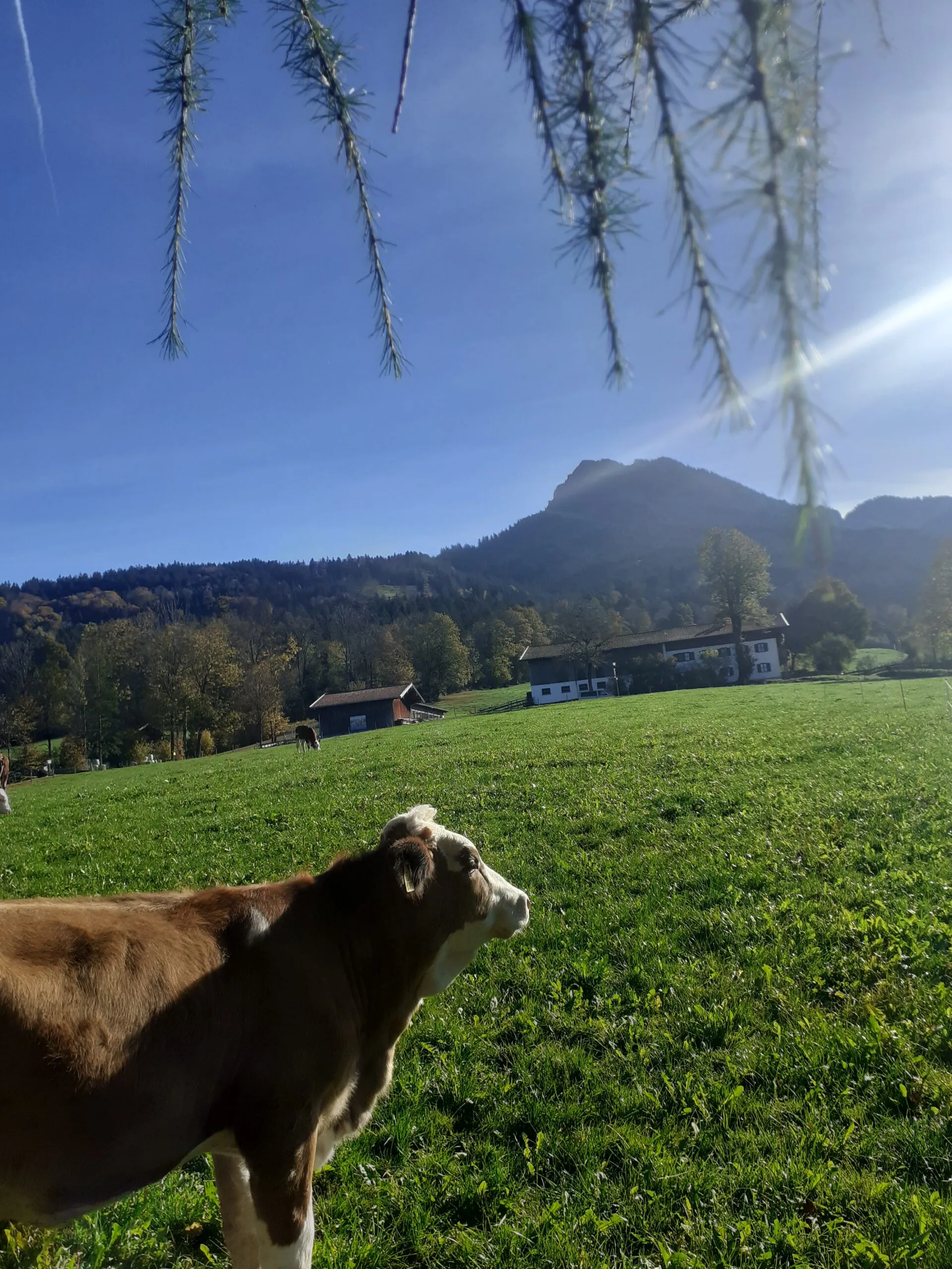Kuh auf der Weide vor Bergkulisse